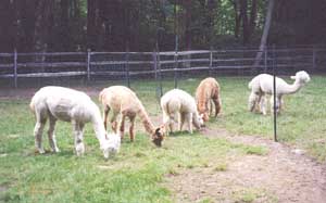 Our Herd