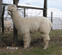 Pilara